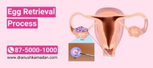 Egg Retrieval Process