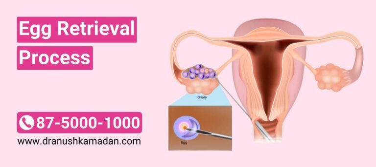 Egg Retrieval Process