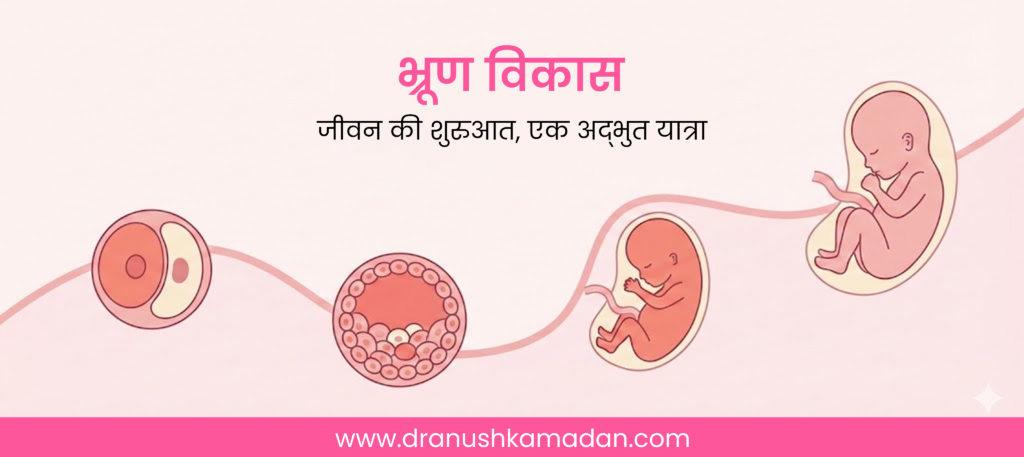 भ्रूण विकास (Embryo Development) क्या है?